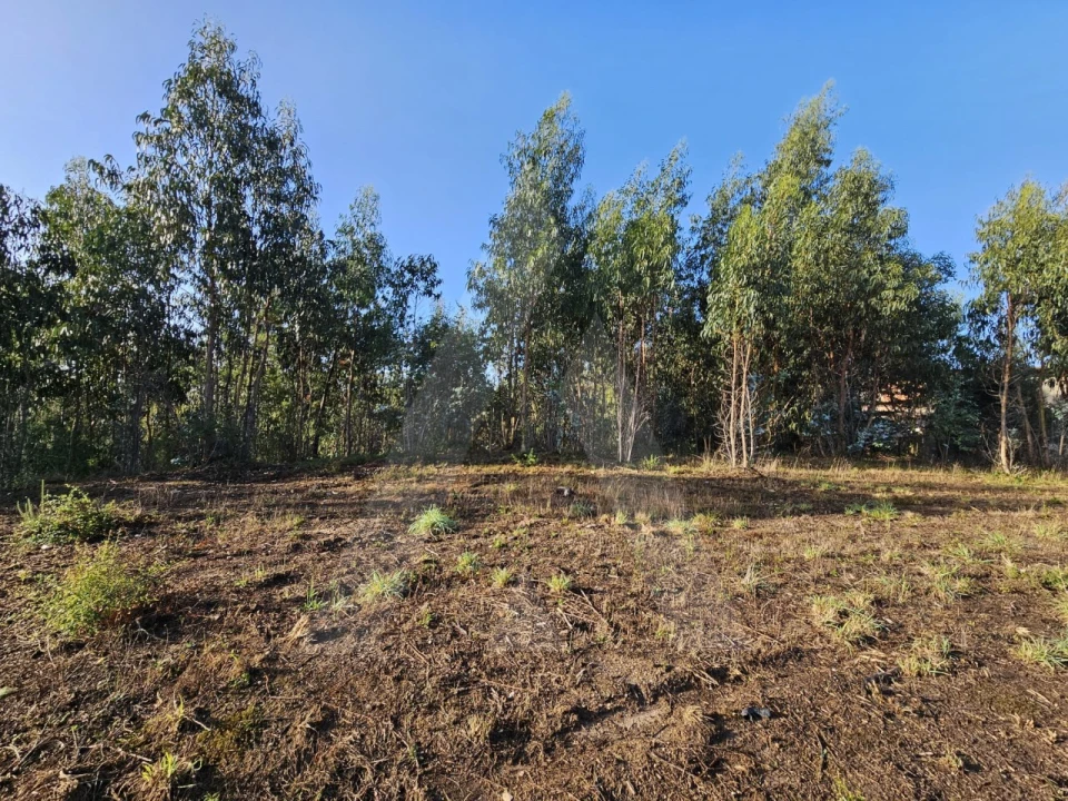 Terreno Agricola ou Rústico para Venda em Requeixo, Nossa Senhora de Fátima e Nariz Foto 1