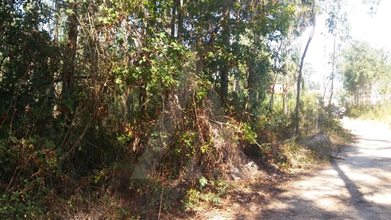 Terreno Agricola ou Rústico para Venda em Oiã Foto 1