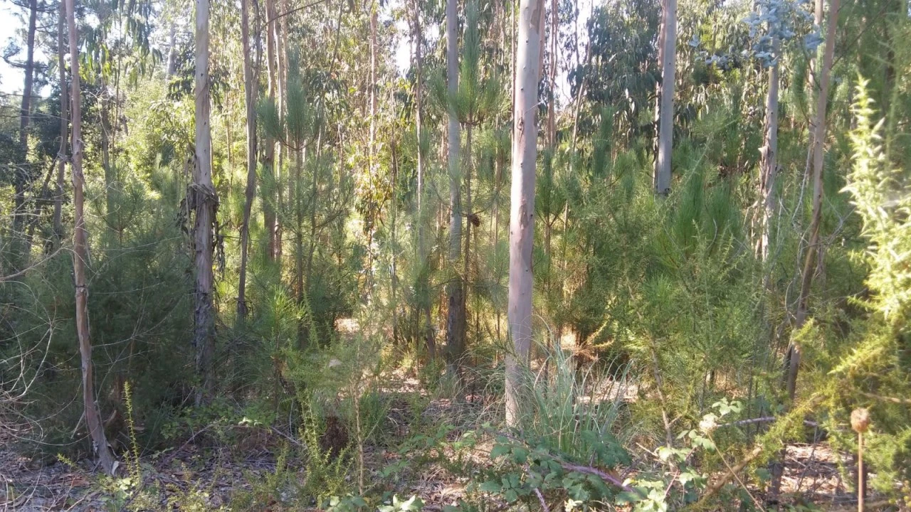 Terreno Agricola ou Rústico para Venda em Oiã Foto 2