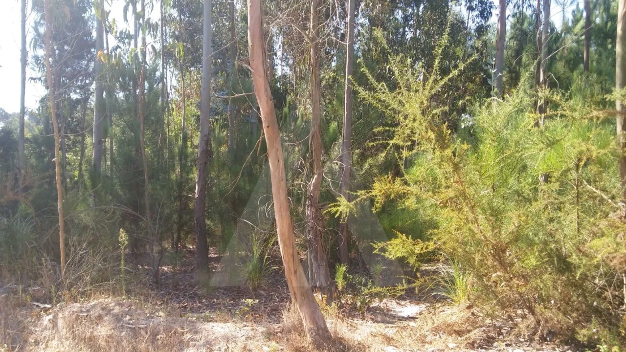 Terreno Agricola ou Rústico para Venda em Oiã Foto 3