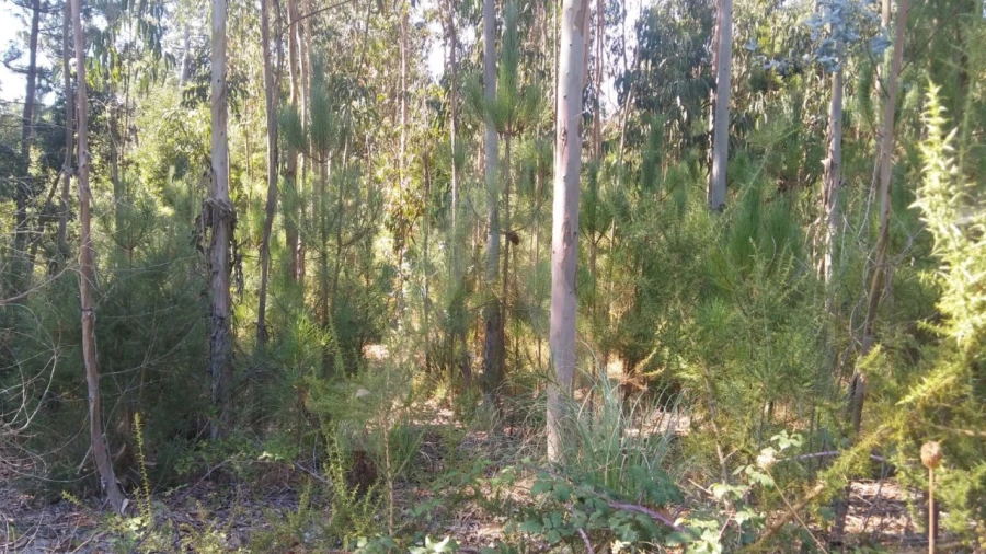 Terreno Agricola ou Rústico para Venda em Oiã Foto 2