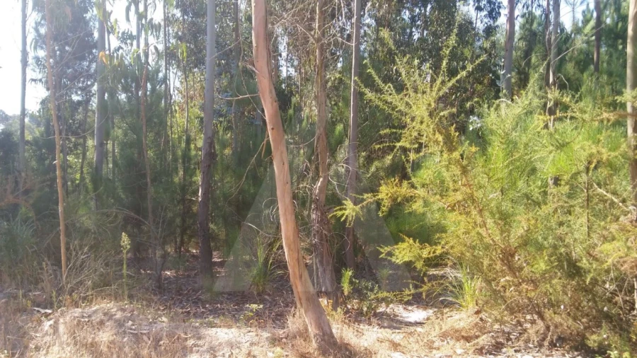 Terreno Agricola ou Rústico para Venda em Oiã Foto 3