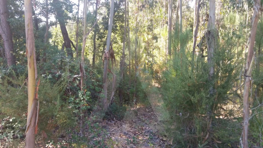 Terreno Agricola ou Rústico para Venda em Oiã Foto 4