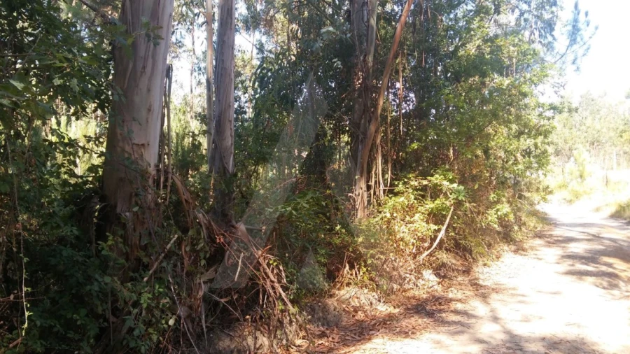 Terreno Agricola ou Rústico para Venda em Oiã Foto 5