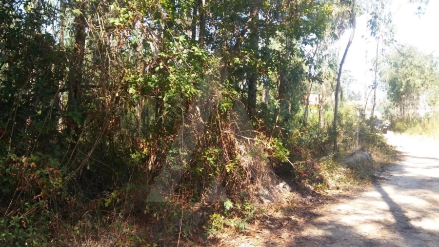 Terreno Agricola ou Rústico para Venda em Oiã