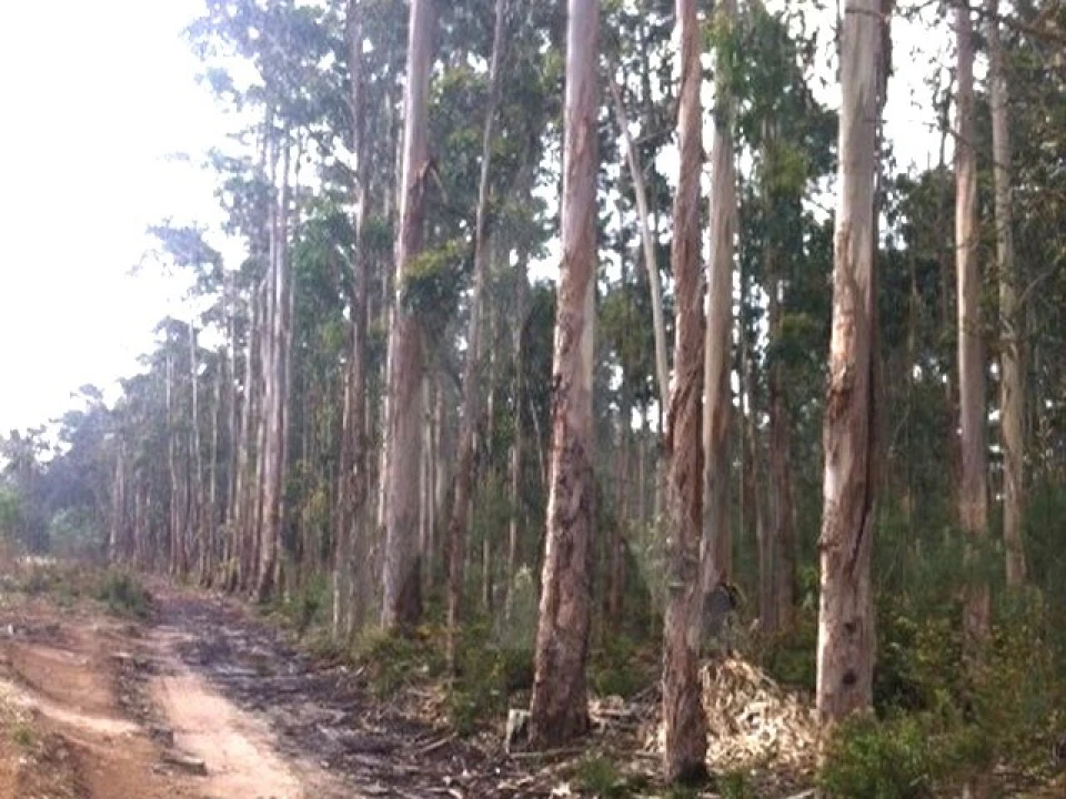 Terreno Agricola ou Rústico para Venda em Ílhavo (São Salvador) Foto 1