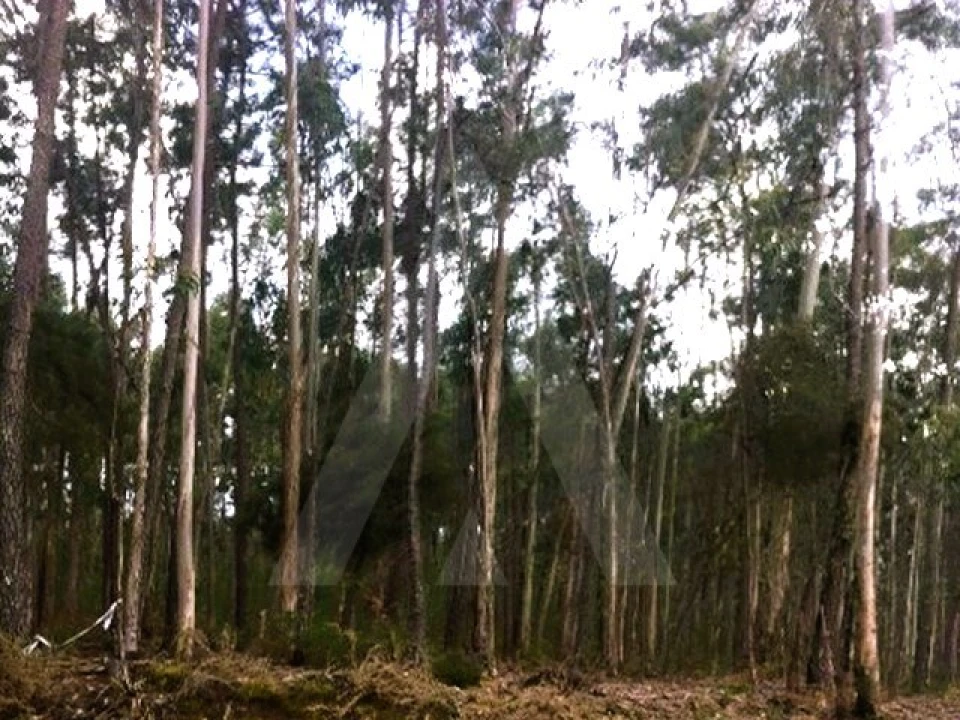 Terreno Agricola ou Rústico para Venda em Ílhavo (São Salvador) Foto 4