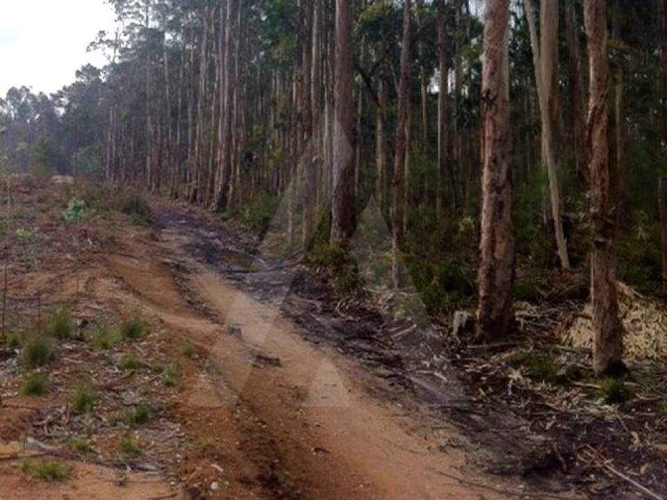 Terreno Agricola ou Rústico para Venda em Ílhavo (São Salvador) Foto 5