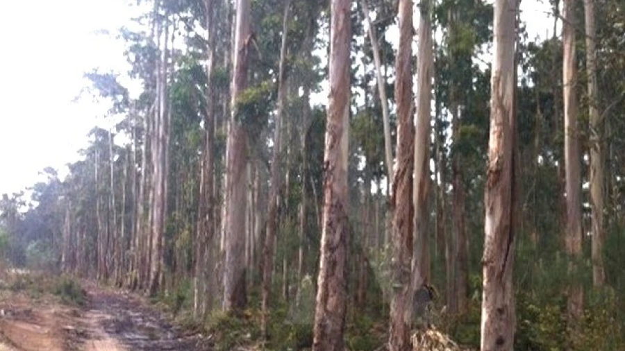Terreno Agricola ou Rústico para Venda em Ílhavo (São Salvador)