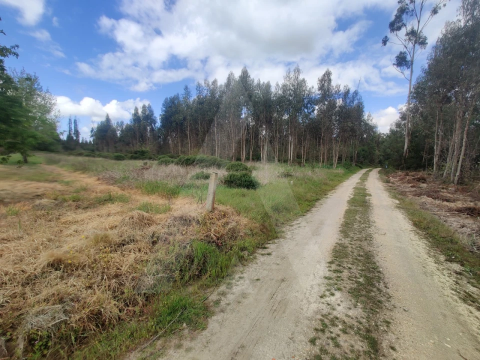 Terreno Agricola ou Rústico para Venda em Requeixo, Nossa Senhora de Fátima e Nariz Foto 3