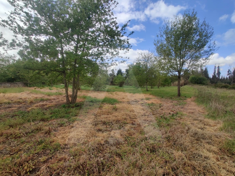 Terreno Agricola ou Rústico para Venda em Requeixo, Nossa Senhora de Fátima e Nariz Foto 4