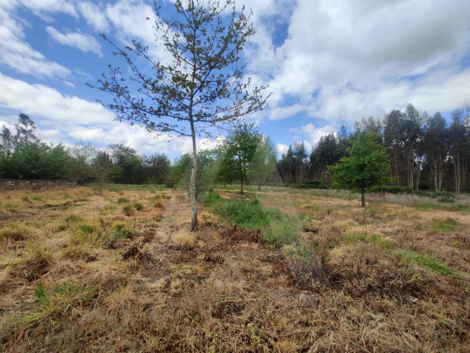 Terreno Agricola ou Rústico para Venda em Requeixo, Nossa Senhora de Fátima e Nariz Foto 5