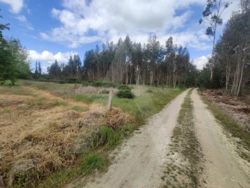 Terreno Agricola ou Rústico para Venda em Requeixo, Nossa Senhora de Fátima e Nariz