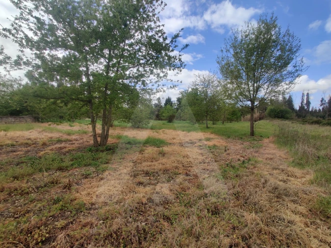Terreno Agricola ou Rústico para Venda em Requeixo, Nossa Senhora de Fátima e Nariz Foto 4