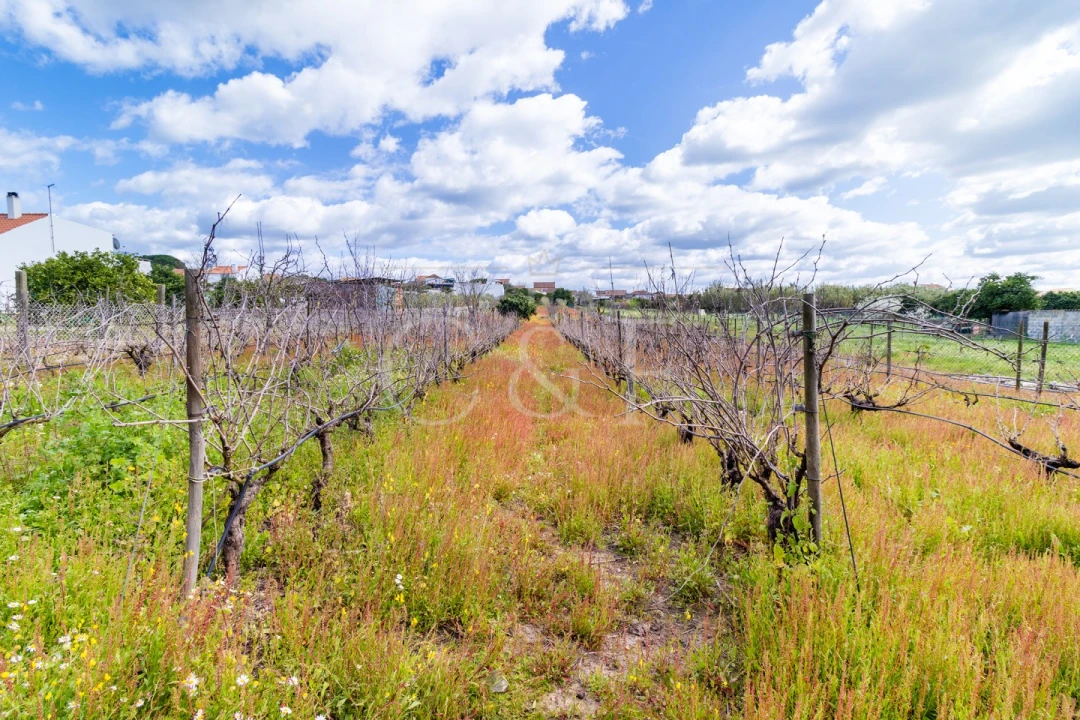 Moradia T3 para Venda em Alpiarça Foto 27