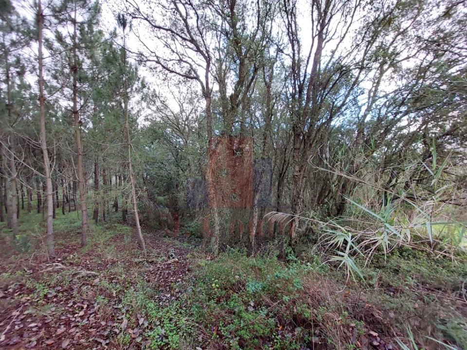 Terreno Agricola ou Rústico para Venda em Salir de Matos Foto 4