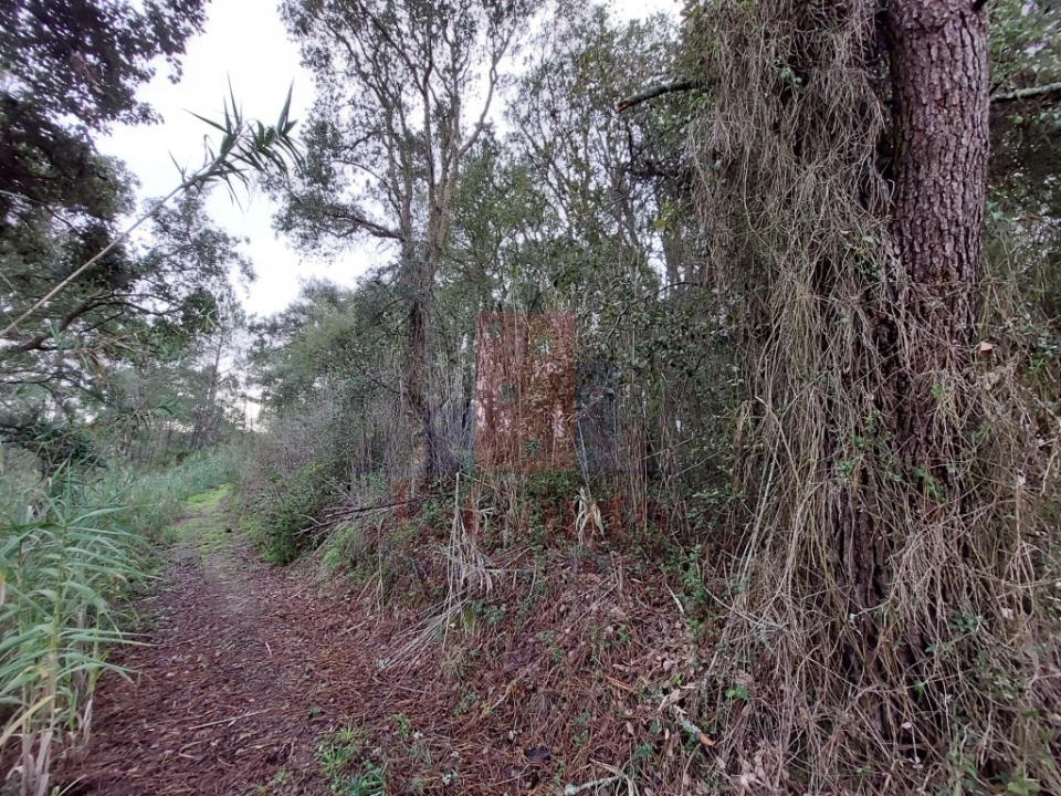 Terreno Agricola ou Rústico para Venda em Salir de Matos Foto 9