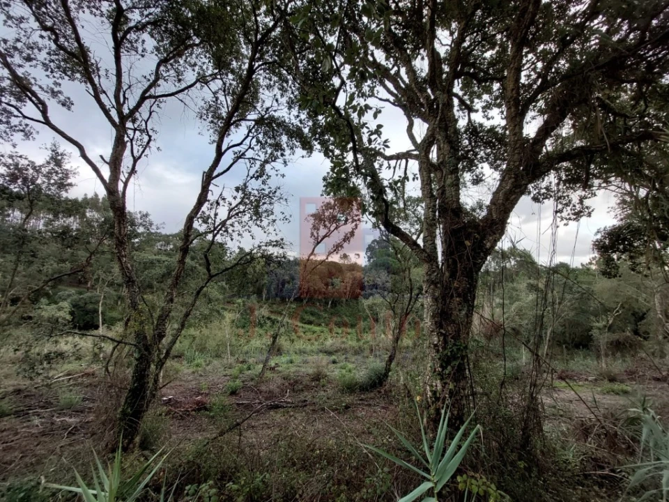 Terreno Agricola ou Rústico para Venda em Salir de Matos Foto 10