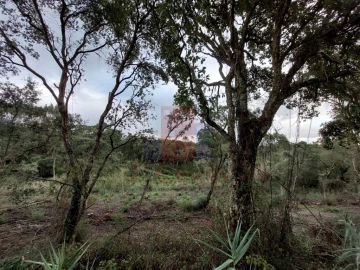 Terreno Agricola ou Rústico para Venda em Salir de Matos