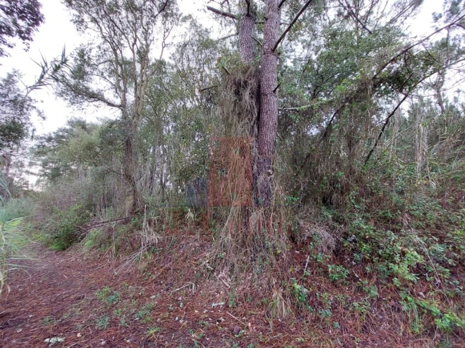Terreno Agricola ou Rústico para Venda em Salir de Matos Foto 8