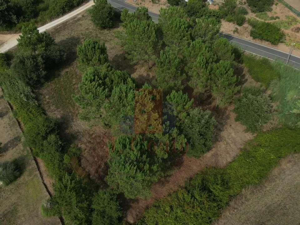 Terreno Agricola ou Rústico para Venda em Salir de Matos Foto 17