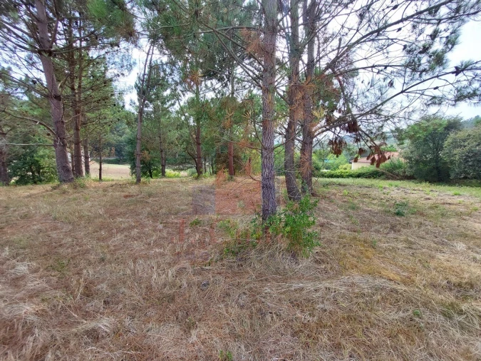 Terreno Agricola ou Rústico para Venda em Salir de Matos Foto 12