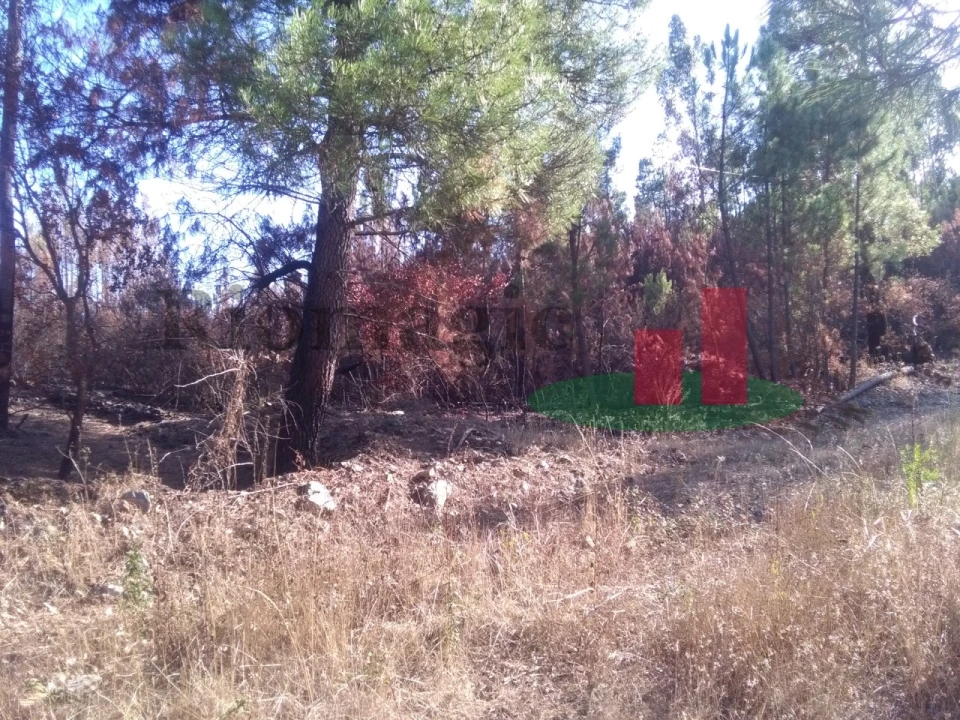Terreno Agricola ou Rústico para Venda em Cardigos Foto 5