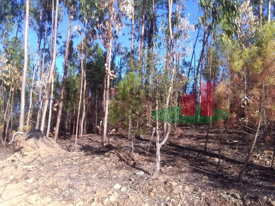 Terreno Agricola ou Rústico para Venda em Cardigos Foto 3