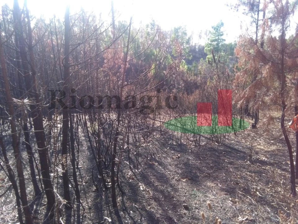 Terreno Agricola ou Rústico para Venda em Cardigos Foto 7