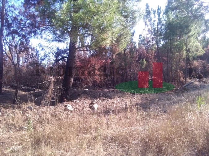 Terreno Agricola ou Rústico para Venda em Cardigos Foto 5