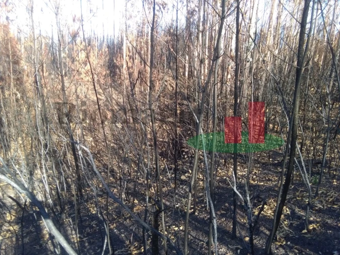 Terreno Agricola ou Rústico para Venda em Cardigos Foto 6