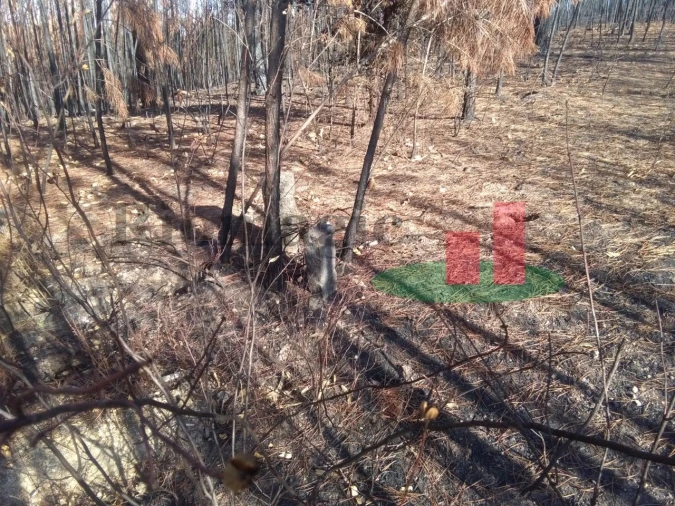 Terreno Agricola ou Rústico para Venda em Cardigos Foto 2