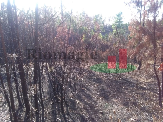 Terreno Agricola ou Rústico para Venda em Cardigos Foto 7