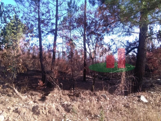 Terreno Agricola ou Rústico para Venda em Cardigos Foto 4
