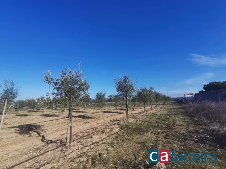 Terreno para Venda em Benfica do Ribatejo Foto 2