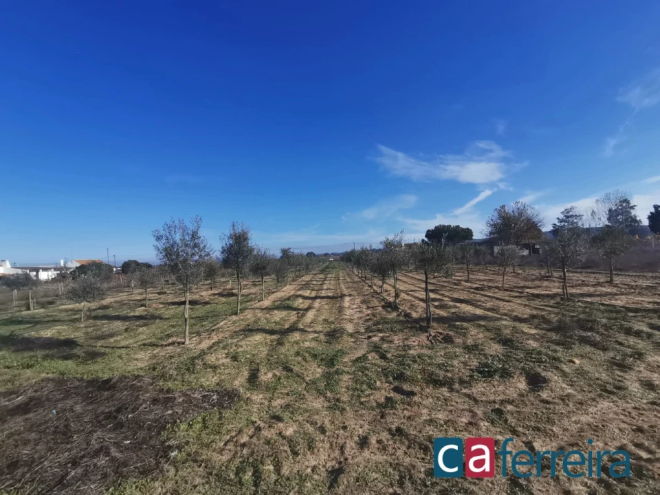 Terreno para Venda em Benfica do Ribatejo Foto 8