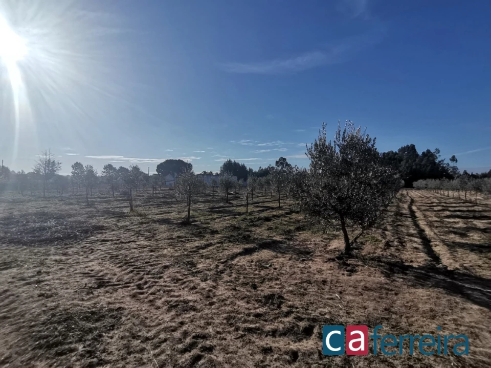 Terreno para Venda em Benfica do Ribatejo Foto 10
