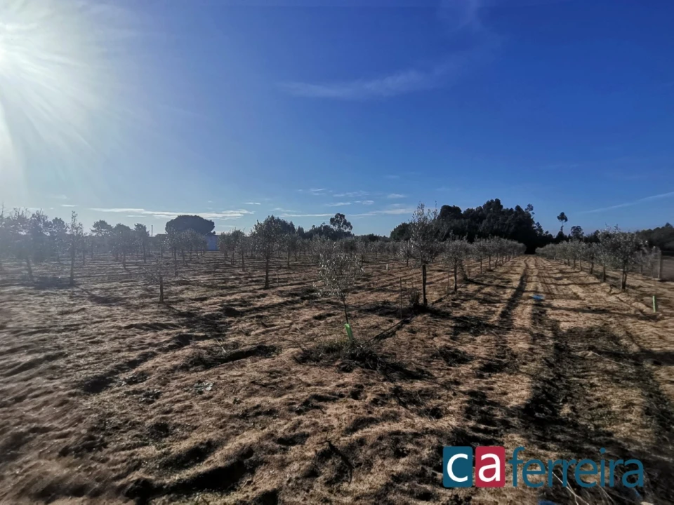 Terreno para Venda em Benfica do Ribatejo Foto 13