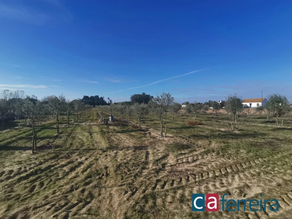 Terreno para Venda em Benfica do Ribatejo Foto 15