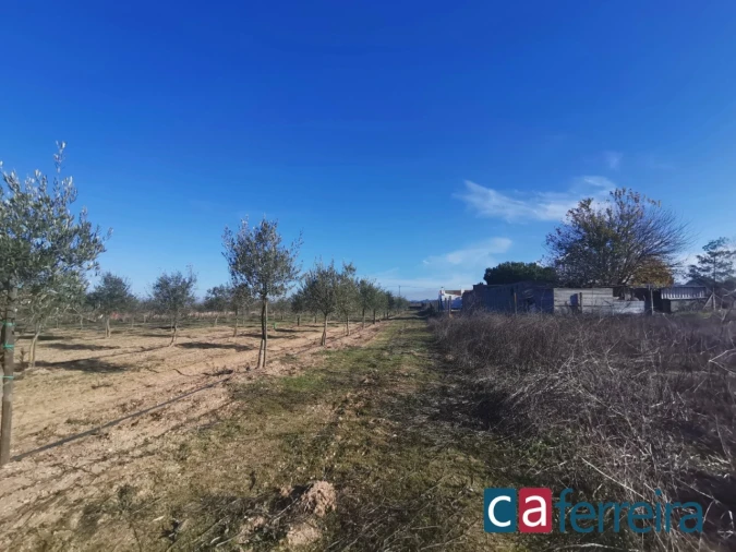 Terreno para Venda em Benfica do Ribatejo Foto 3