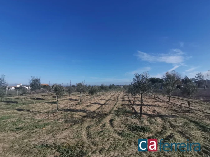Terreno para Venda em Benfica do Ribatejo Foto 6