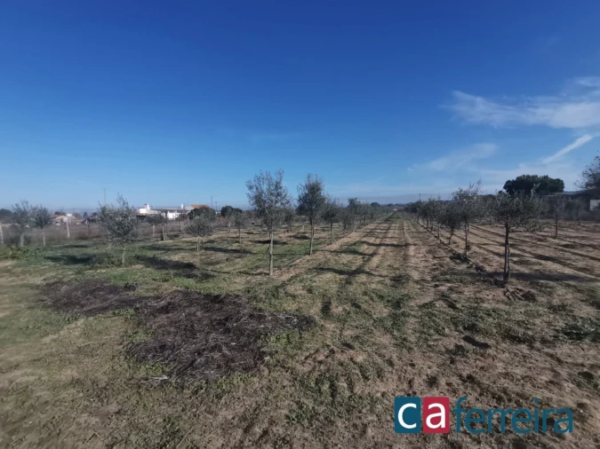 Terreno para Venda em Benfica do Ribatejo Foto 7