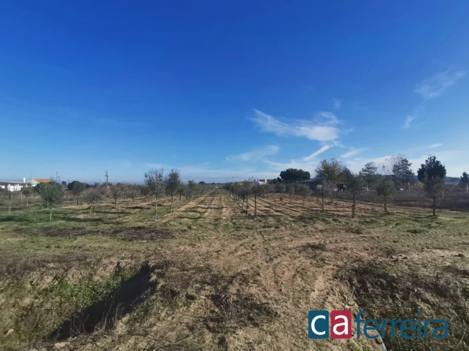 Terreno para Venda em Benfica do Ribatejo Foto 12