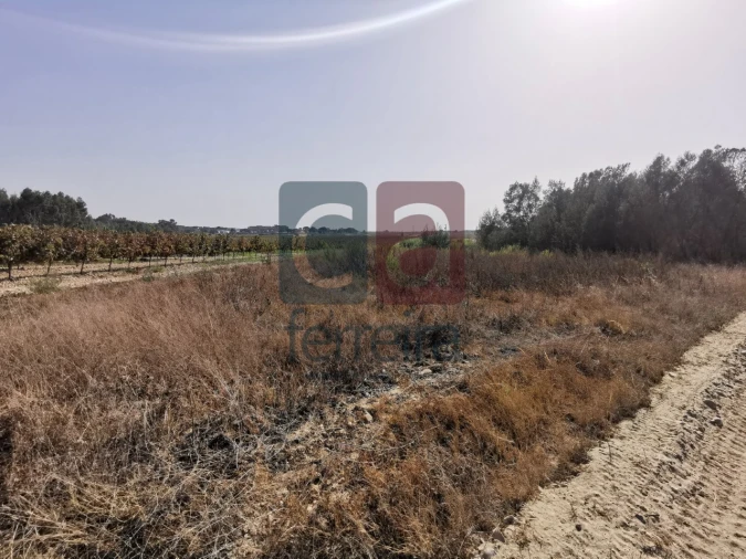 Terreno para Venda em Alpiarça Foto 3