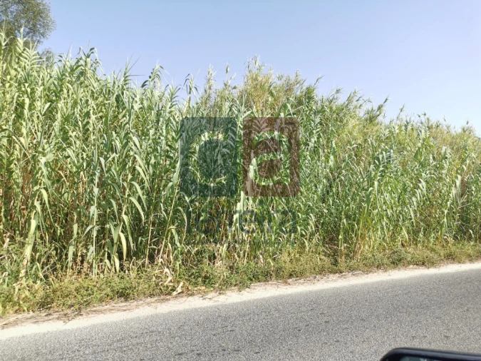 Terreno para Venda em Alpiarça Foto 5