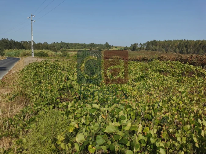 Terreno para Venda em Alpiarça Foto 8