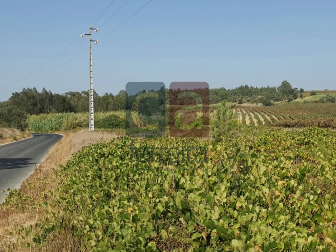 Terreno para Venda em Alpiarça Foto 10
