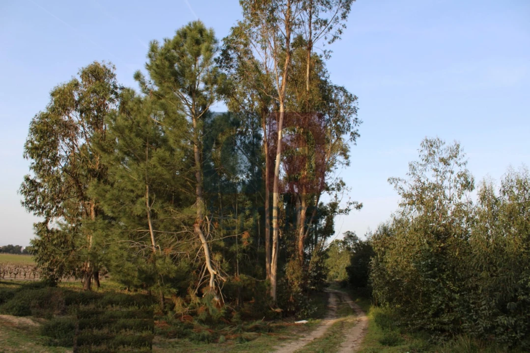 Terreno para Venda em Almeirim Foto 6