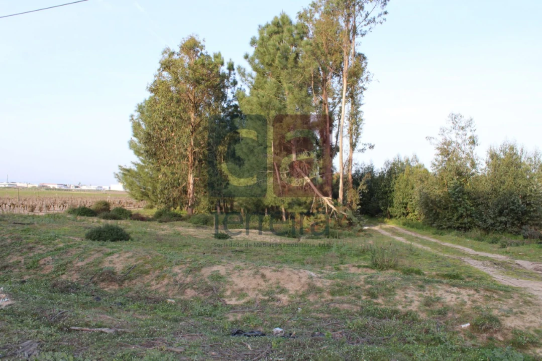 Terreno para Venda em Almeirim Foto 14
