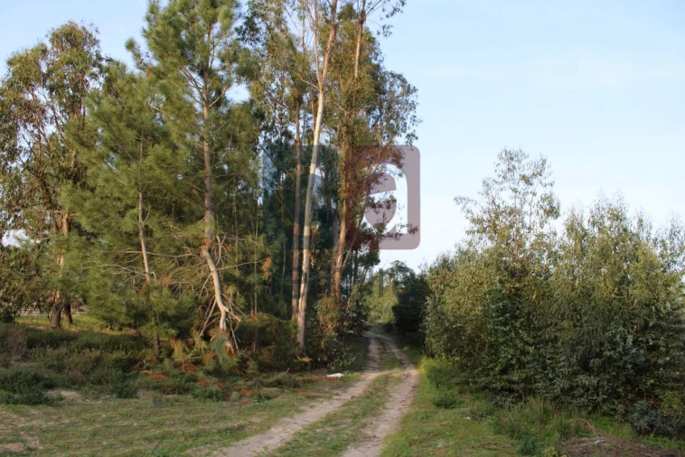 Terreno para Venda em Almeirim Foto 3